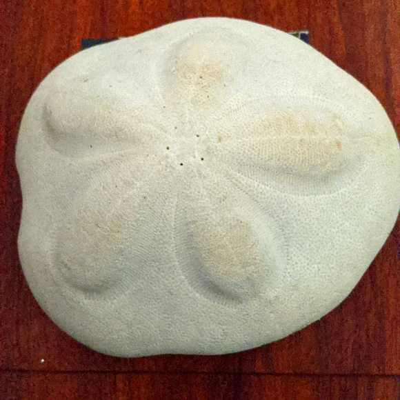 Giant Sand Dollar - from #floridakeys #sanddollar #beach - Picture 1 of 3